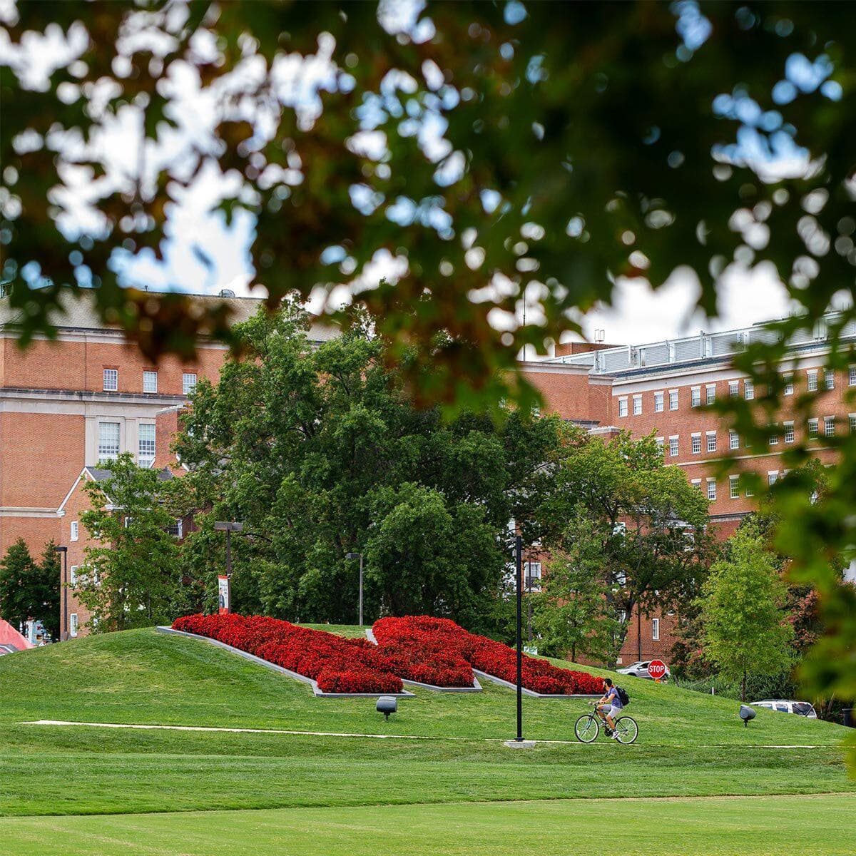 A low earth mound covered in lush green and soft grass present a large arrangement of perennial red flowers proudly arranged in the shape of the Maryland M.