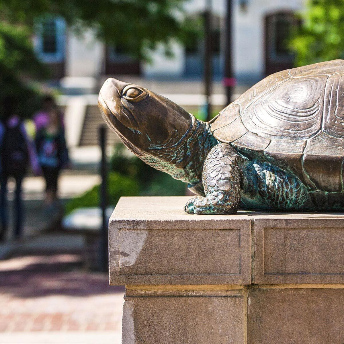 A weathered bronze statue of Testudo the terrapin, nose polished by eager students looking for a bit of good luck, looks up basking in the warm sun