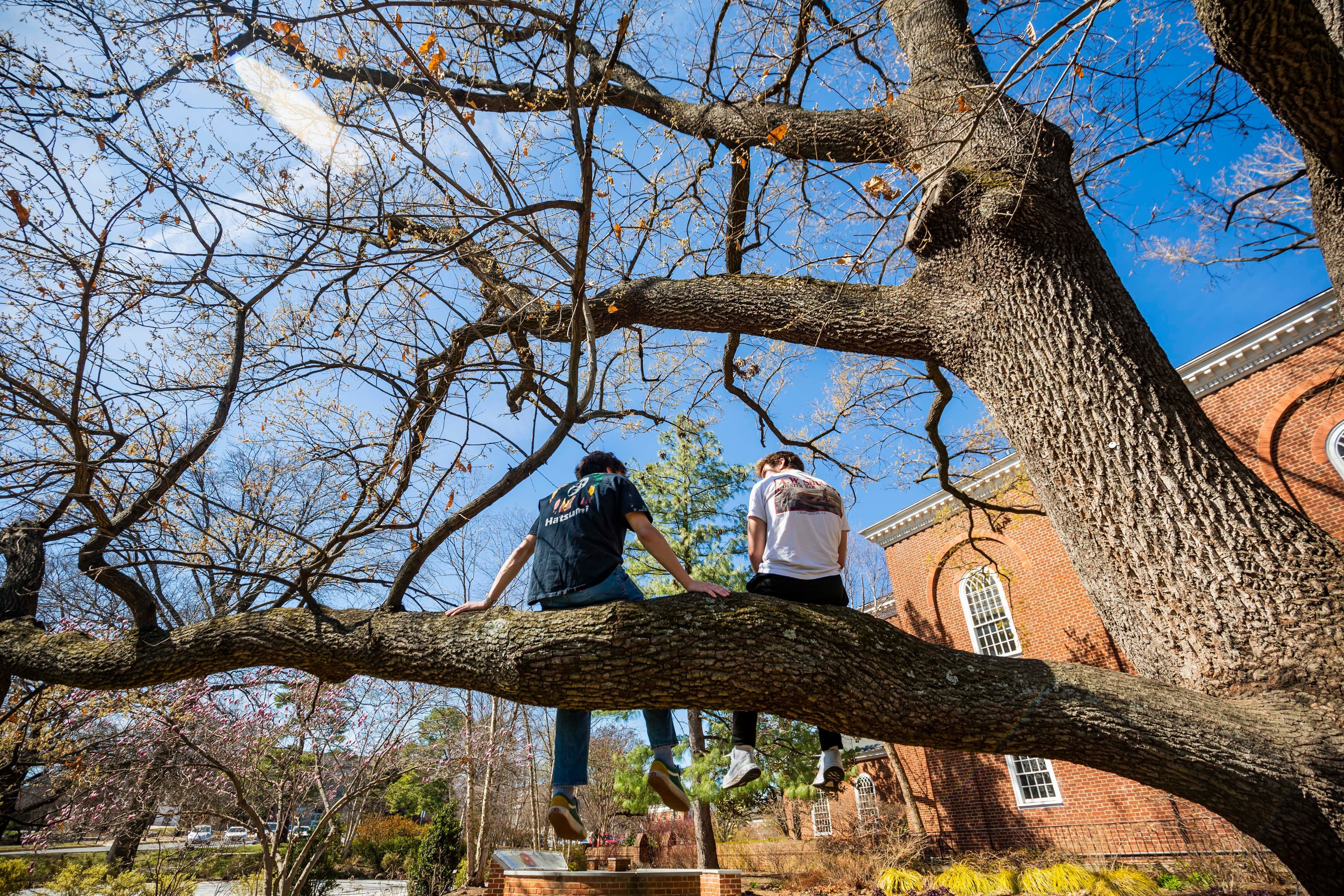 Students sitting in a tree