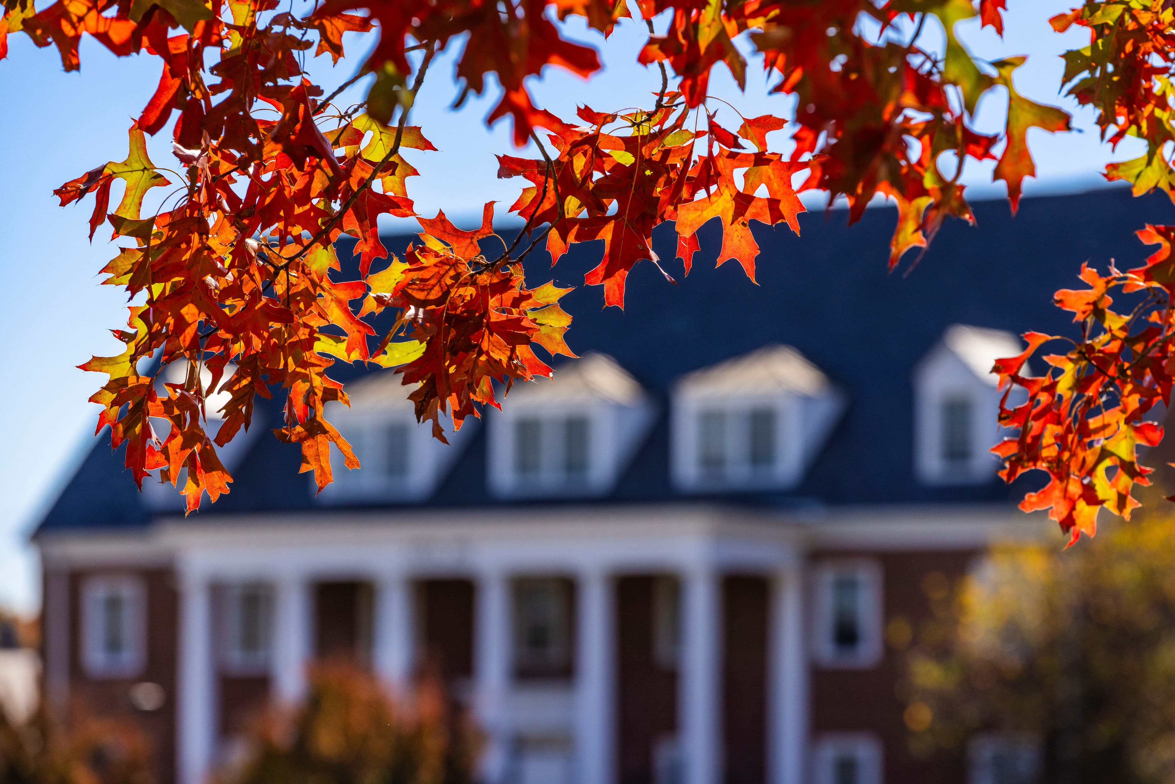 Tree with orange leaves in the foreground and a blurred image of a campus building in the background.
