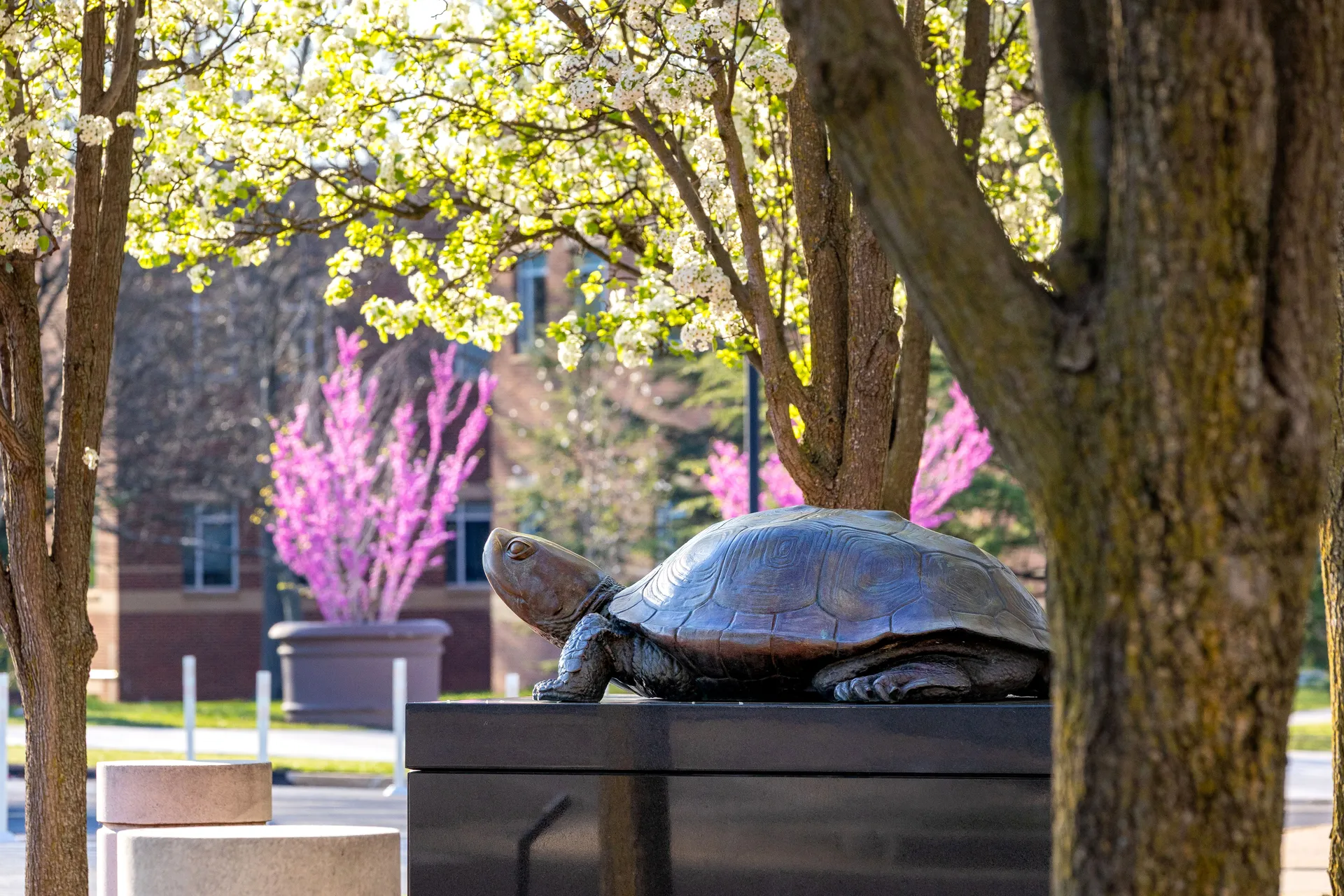 Testudo statue with trees blooming in the background