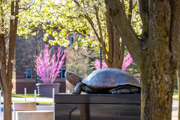 Testudo statue with trees blooming in the background
