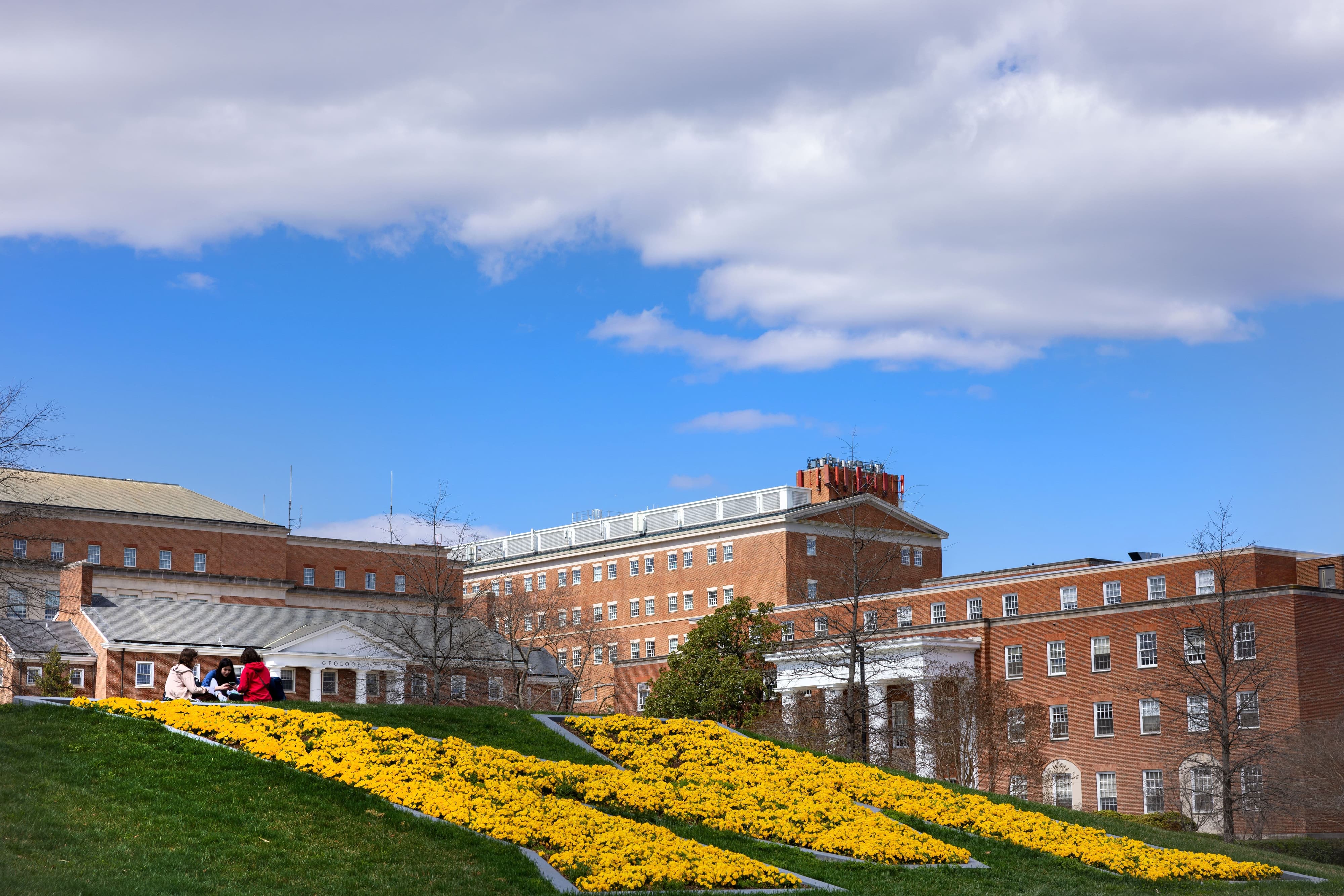 Grass hill with "M" made of yellow flowers.